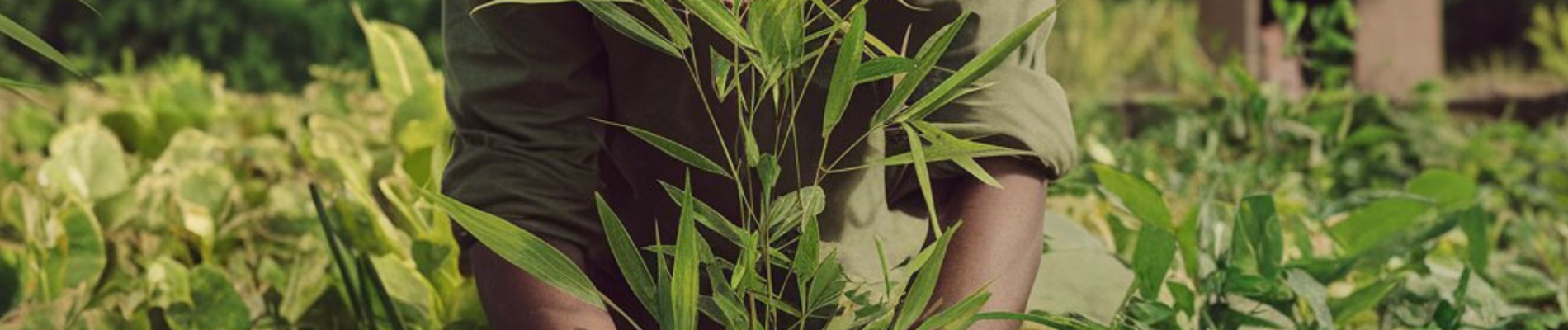 Empowering Farmers Through Bamboo Cultivation