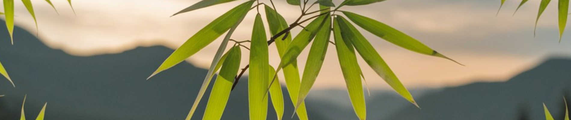 The Power of Bamboo: A Sustainable Alternative to Plastic The Power of Bamboo: A Sustainable Alternative to Plastic